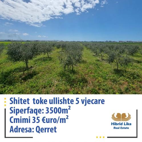 Shitet Toke Ullishte ne Qerret