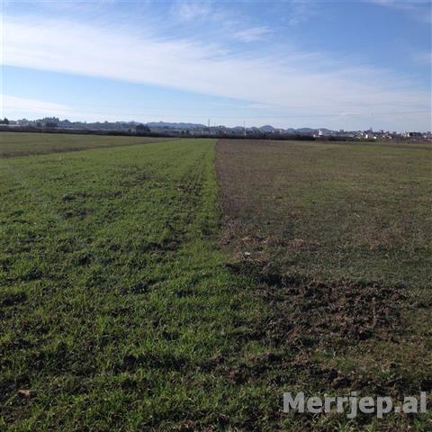 Shitet Toke 8,000 m2 Fllake